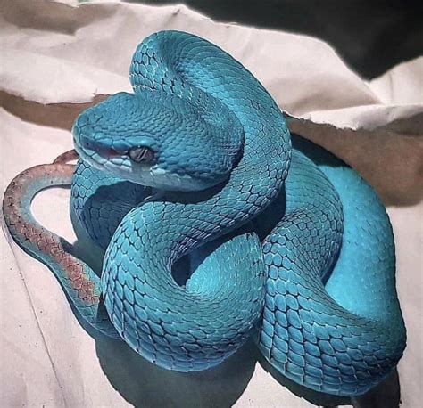 most popular pit vipers